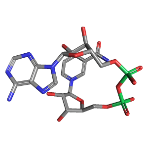 3D ball-and-stick model of the NAD+ molecule